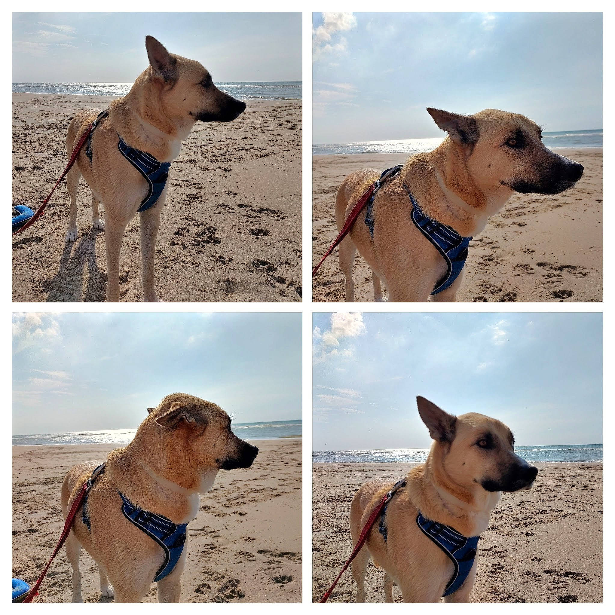 Blue participe au concours pour gagner de l'argent avec cette photo : canidae, carnivore, cloud, collar, companion_dog, dog, dog_breed, dog_collar, dog_supply, fawn, happy, landscape, mammal, pet_supply, sky, snout, sporting_group, vertebrate, wildlife, working_animal