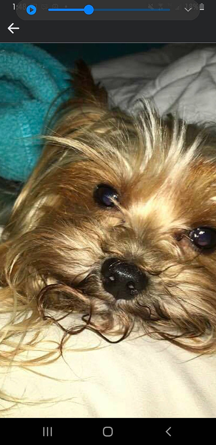 Roadie joined the competition — help win amazing prizes! biewer_terrier, canidae, carnivore, companion_dog, dog, dog_breed, dog_supply, fur, liver, maltepoo, non_sporting_group, small_terrier, snout, sporting_group, terrestrial_animal, terrier, toy_dog, working_animal, yorkipoo, yorkshire_terrier