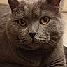 Boris participe au concours pour gagner de l'argent avec cette photo : animal, cat, close_up, cozy, cute, domestic_animal, expression, face, feline, fur, gray_cat, indoor, looking, mammal, pet, portrait, soft, whisker, whiskers, yellow_eyes