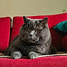 Boris a rejoint le concours — aidez-le/la à gagner de superbes lots ! animal, cat, closeup, cozy, cute, domestic_cat, fur, furniture, gray_cat, home, indoor, mammal, pet, portrait, red_sofa, relaxed, resting, sofa, whiskers, yellow_eyes