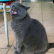 Boris participe au concours pour gagner de l'argent avec cette photo : animal, cat, cute, domestic_animal, ears, feline, floor, funny_expression, fur, glass_table, gray_cat, home, indoor, living_room, open_mouth, pets, sitting, teeth, tiled_floor, whiskers