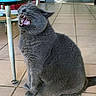 animal, cat, cute, domestic_animal, ears, feline, floor, funny_expression, fur, glass_table, gray_cat, home, indoor, living_room, open_mouth, pets, sitting, teeth, tiled_floor, whiskers