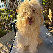 Babygirl joined the competition — help win amazing prizes! animal, canine, daylight, dog, fence, fluffy, fur, garden, happy, long_hair, lounge_chair, nature, outdoor, pet, portrait, relaxed, sitting, smiling, sunlight, tongue_out