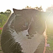 Cassie a rejoint le concours — aidez-le/la à gagner de superbes lots ! cat, animal, pet, black_and_white, whiskers, outdoor, sunlight, nature, fur, closeup, face, mustache, garden, greenery, flower, daylight, cute, mammal, portrait, feline