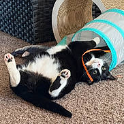Maximus joined the competition — help win amazing prizes! animal, black_and_white, carpet, cat, curious, cute, feline, fur, home, indoor, lying_down, orange_ribbon, paws, pet, pet_toy, playful, relaxed, toy_tunnel, tuxedo_cat, whiskers