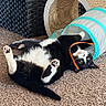 animal, black_and_white, carpet, cat, curious, cute, feline, fur, home, indoor, lying_down, orange_ribbon, paws, pet, pet_toy, playful, relaxed, toy_tunnel, tuxedo_cat, whiskers