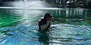 Kovu is registered to the contest to win money with this photo: dog, water, fountain, lake, trees, sky, clouds, outdoor, nature, animal, wet, pond, reflection, greenery, sunlight, summer, peaceful, scenic, park, water_splash