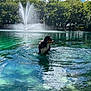 dog, water, fountain, lake, trees, sky, clouds, outdoor, nature, animal, wet, pond, reflection, greenery, sunlight, summer, peaceful, scenic, park, water_splash