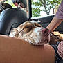 dog, sleeping, car_interior, leg, resting, brown_fur, white_fur, closed_eyes, human, casual_clothing, seat, headrest, window, tree, natural_light, relaxation, pet, companion, calm, closeup