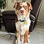 dog, blue_eyes, sitting, indoor, floor, marble_floor, fur, collar, tag, chair, leather_chair, plant, lamp, wall_art, pet, canine, looking_at_camera, domestic_animal, houseplant, home_interior