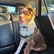 Kovu is registered to the contest to win money with this photo: dog, canine, pet, blue_eyes, harness, car_interior, leather_seat, sunlight, tongue_out, sitting, backseat, window, collar, seatbelt, happy, domestic_animal, fur, mammal, vehicle, daytime