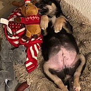 Bilbao participe au concours pour gagner de l'argent avec cette photo : animal, bed, black_and_tan, blanket, christmas, cozy, cute, dog, elephant_toy, fur, holiday, indoor, lying_down, pet, plush_toy, puppy, reindeer, relaxed, sleeping, toy