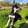 Bilbao a rejoint le concours — aidez-le/la à gagner de superbes lots ! animal, canine, collar, daylight, dog, ears, field, flowers, grass, greenery, happy, nature, outdoor, pet, playful, puppy, sitting, sky, sunny, trees