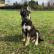 Bilbao participe au concours pour gagner de l'argent avec cette photo : puppy, dog, grass, field, outdoor, portrait, ears, sitting, black_and_tan, collar, animal, cute, nature, sky, trees, fence, muzzle, paws, young, sunlight