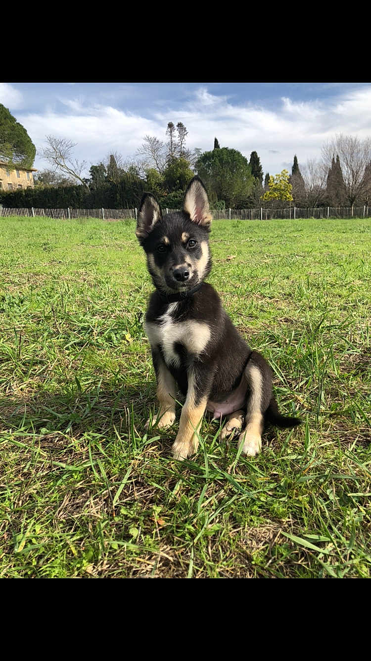 Bilbao participe au concours pour gagner de l'argent avec cette photo : puppy, dog, grass, field, outdoor, portrait, ears, sitting, black_and_tan, collar, animal, cute, nature, sky, trees, fence, muzzle, paws, young, sunlight