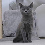 Bruno is registered to the contest to win money with this photo: kitten, cat, gray_cat, pet, indoor, cute, feline, animal, sitting, curious, fur, young_cat, cat_tree, soft_texture, whiskers, ears, paws, portrait, domestic_cat, eyes