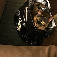 Chloe is registered to the contest to win money with this photo: animal, black, brown, carpet, cat, cozy, curious, domestic_cat, fur, green_eyes, household, indoor, orange, pet, plastic_bag, resting, shopping_bag, sitting, tabby, tortoiseshell_cat