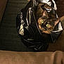 animal, black, brown, carpet, cat, cozy, curious, domestic_cat, fur, green_eyes, household, indoor, orange, pet, plastic_bag, resting, shopping_bag, sitting, tabby, tortoiseshell_cat