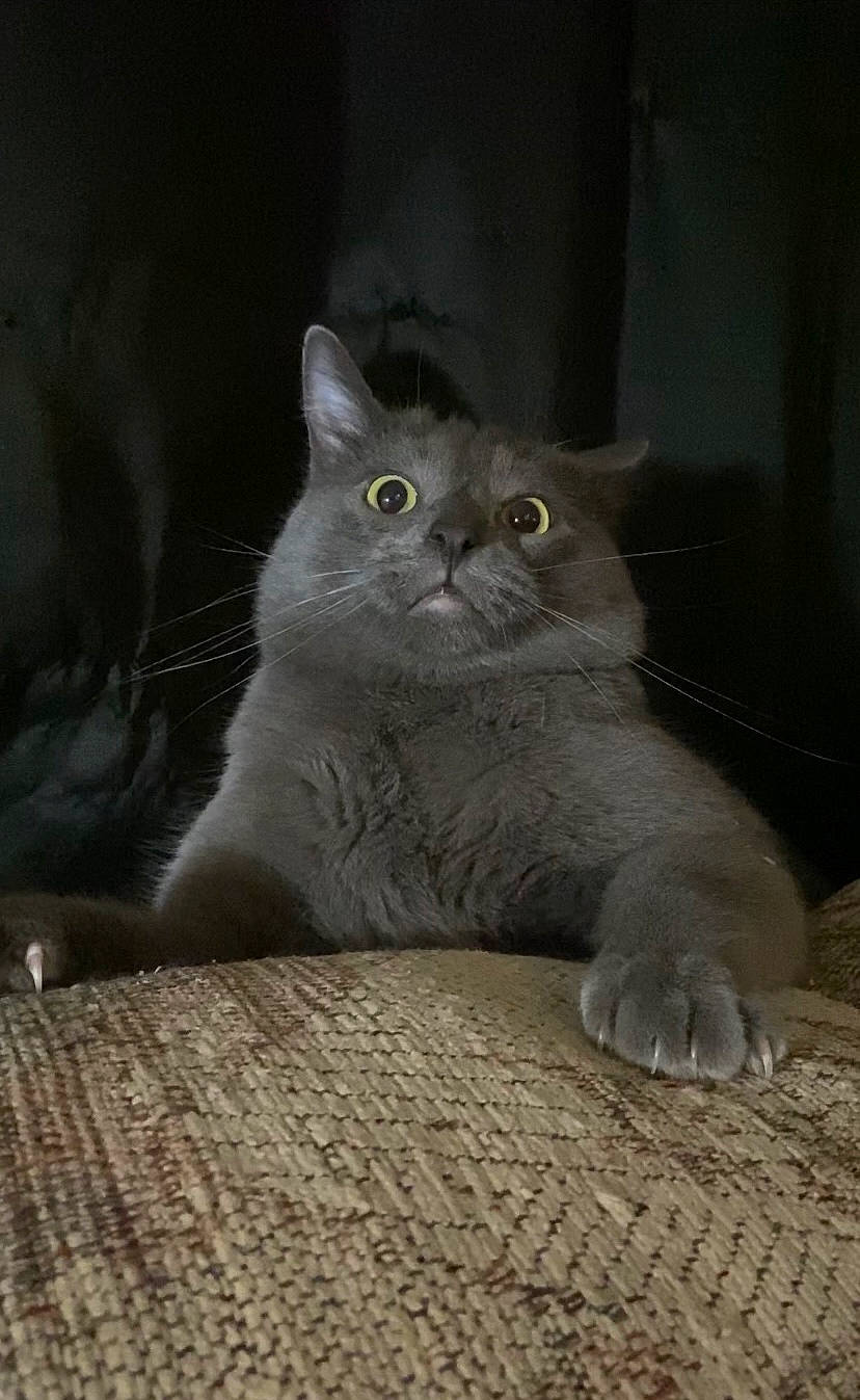 Little Dude joined the competition — help win amazing prizes! carnivore, cat, domestic_short_haired_cat, felidae, flooring, fur, grey, paw, sitting, small_to_medium_sized_cats, snout, tail, whiskers, window