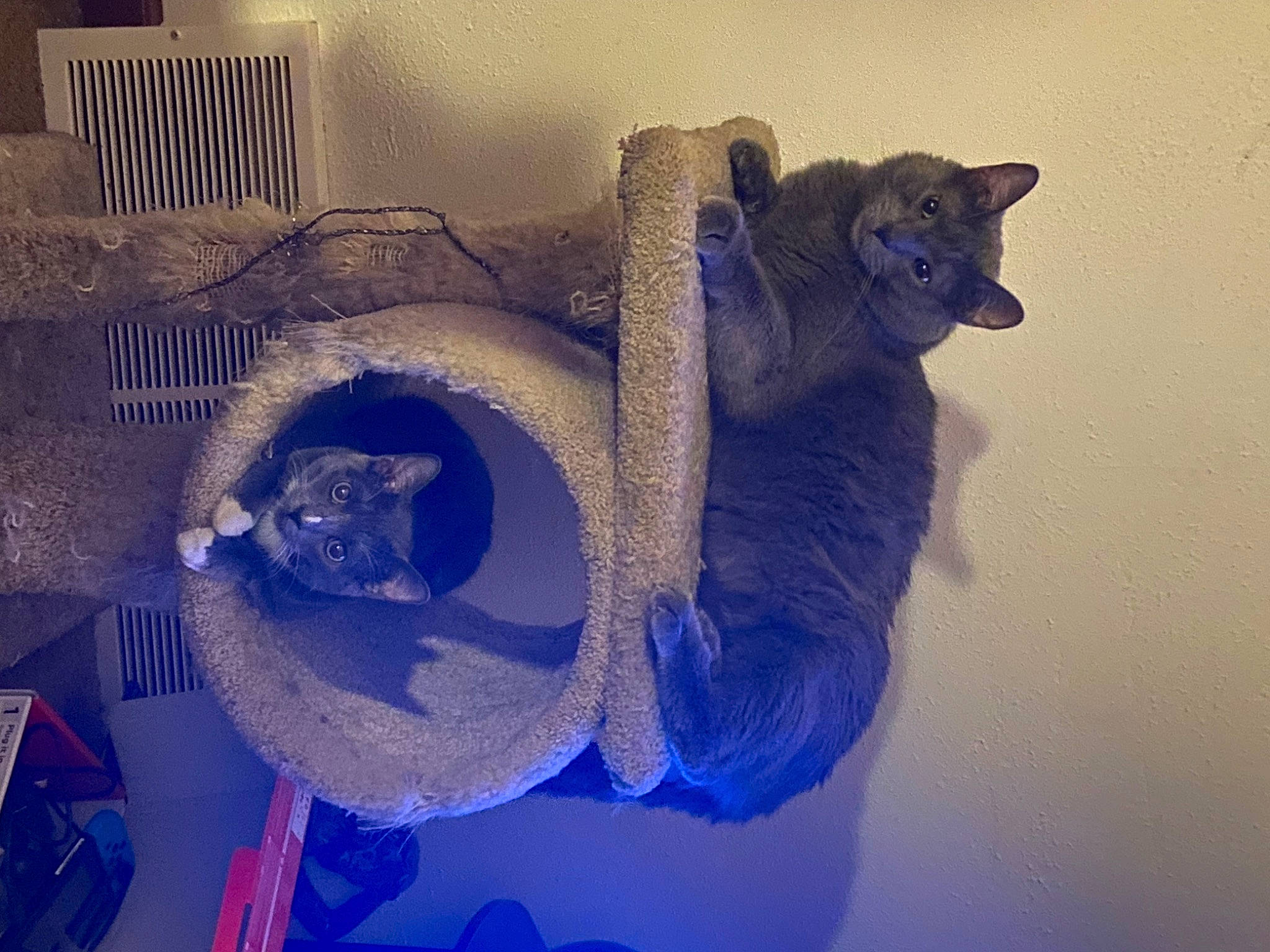 Little Dude joined the competition — help win amazing prizes! art, blue, circle, electric_blue, felidae, glass, metal, plant, purple, sculpture, small_to_medium_sized_cats, still_life_photography, tail, transparent_material, tree, violet, visual_arts, whiskers, window, wood