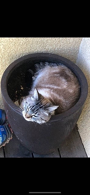 Lili a rejoint le concours — aidez-le/la à gagner de superbes lots ! box, carnivore, cat, cat_supply, domestic_short_haired_cat, door, felidae, fur, grey, pet_supply, small_to_medium_sized_cats, snout, tail, terrestrial_animal, waste_container, waste_containment, whiskers, window, wood