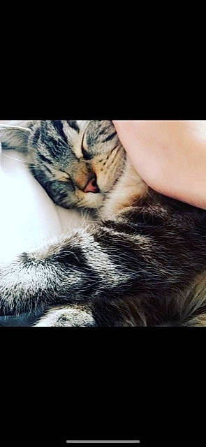 Lili participe au concours pour gagner de l'argent avec cette photo : carnivore, cat, claw, cloud, comfort, darkness, domestic_short_haired_cat, felidae, fur, macro_photography, nail, nap, paw, plant, sky, small_to_medium_sized_cats, tail, terrestrial_animal, whiskers, wood