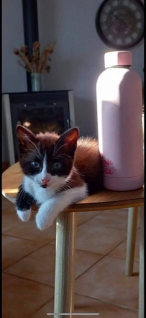 Oria a rejoint le concours — aidez-le/la à gagner de superbes lots ! carnivore, cat, cosmetics, drinkware, felidae, floor, flooring, fluid, furniture, gas, hardwood, liquid, picture_frame, plastic_bottle, table, vertebrate, water_bottle, whiskers, window, wood