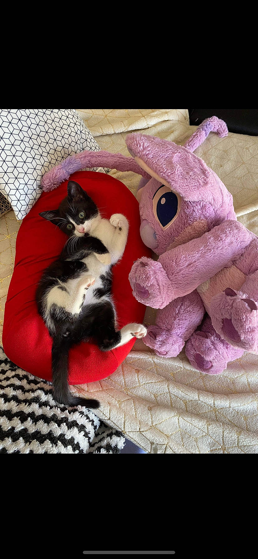 Oria a rejoint le concours — aidez-le/la à gagner de superbes lots ! art, canidae, carmine, carnivore, cat, comfort, companion_dog, fawn, felidae, fur, linens, magenta, pattern, paw, plush, small_to_medium_sized_cats, stuffed_toy, tail, toy, whiskers