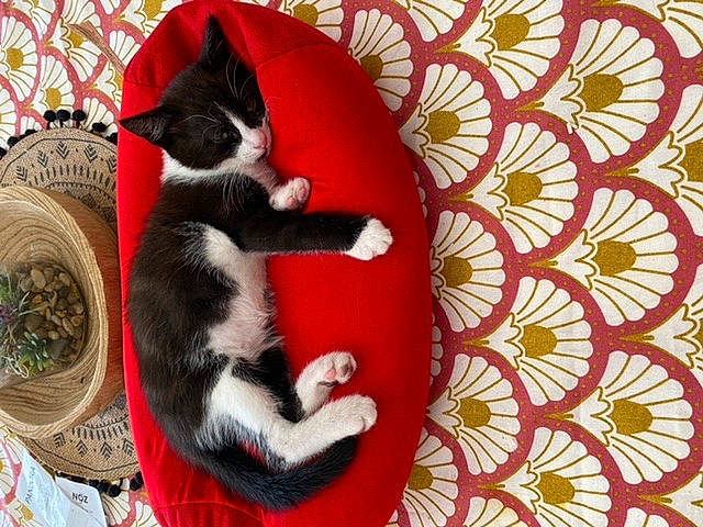 Oria participe au concours pour gagner de l'argent avec cette photo : canidae, carnivore, cat, cat_bed, cat_supply, circle, comfort, companion_dog, dog_breed, domestic_short_haired_cat, felidae, fur, magenta, pattern, paw, pet_supply, small_to_medium_sized_cats, sporting_group, tail, whiskers