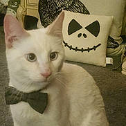 Calcifer joined the competition — help win amazing prizes! animal, background, bow_tie, carpet, cat, cozy, cute, decor, ears, face, furniture, home, indoor, pet, pillow, sitting, soft_lighting, tail, whiskers, white_cat