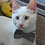 Calcifer joined the competition — help win amazing prizes! animal, blue_eyes, bow_tie, carpet, cat, close_up, cute, domestic_cat, ears, feline, floor, indoor, pet, portrait, resting, striped_rug, toy, whiskers, white_cat, yellow_toy
