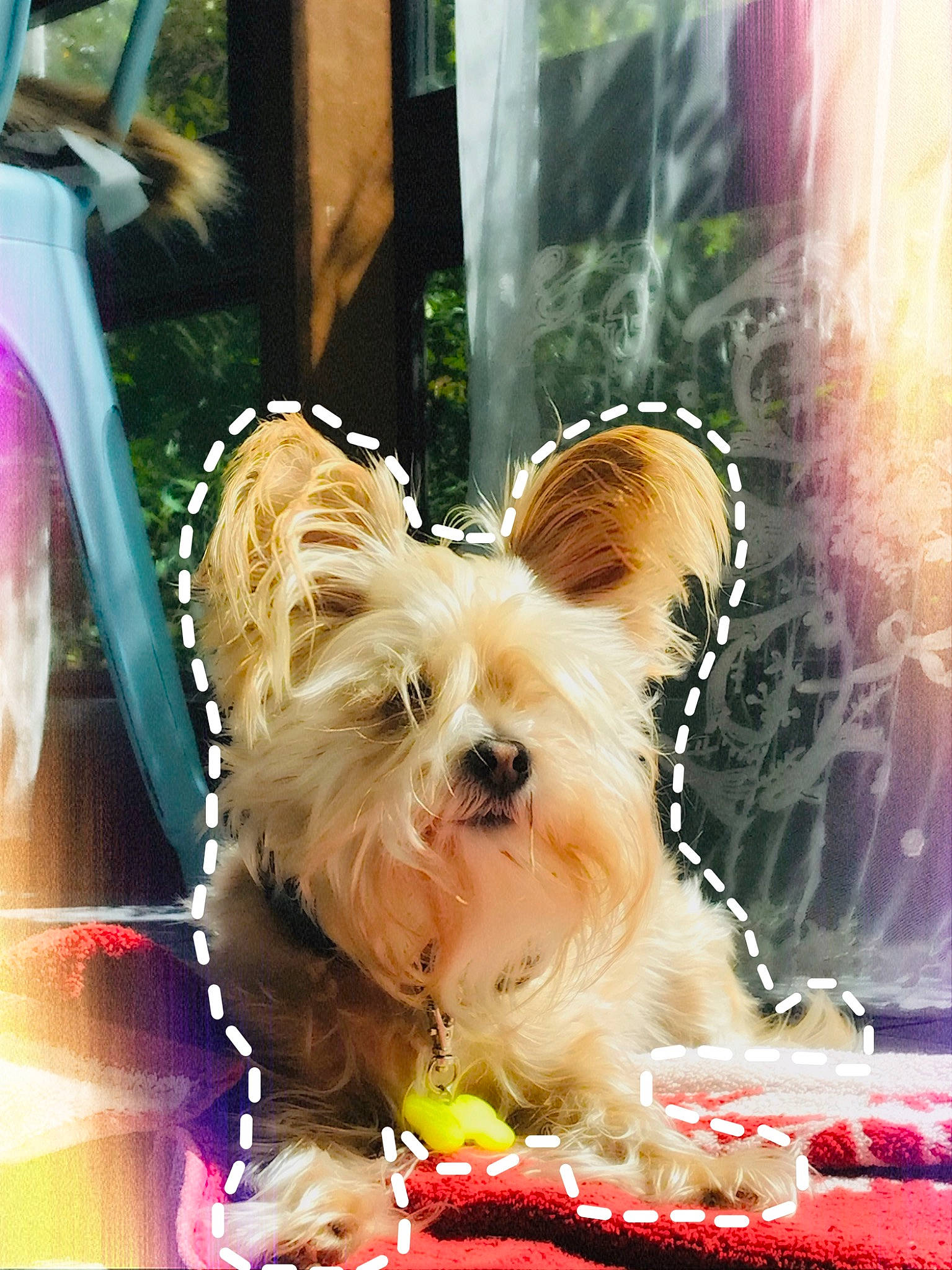 Rosie joined the competition — help win amazing prizes! biewer_terrier, cairn_terrier, canidae, carnivore, companion_dog, dog, dog_breed, glen_of_imaal_terrier, mammal, morkie, puppy, puppy_love, rare_breed_dog, small_terrier, sporting_group, terrier, toy_dog, vertebrate, west_highland_white_terrier, yorkshire_terrier