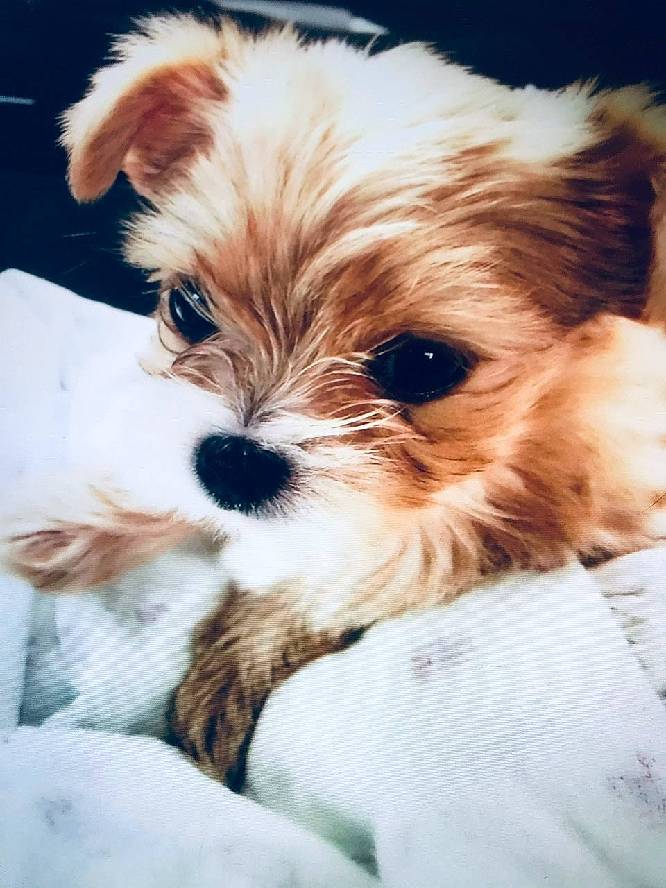 Rosie is registered to the contest to win money with this photo: biewer_terrier, canidae, carnivore, cavachon, chinese_imperial_dog, companion_dog, dog, dog_breed, havanese, maltepoo, mammal, morkie, puppy, puppy_love, schnoodle, shih_tzu, snout, sporting_lucas_terrier, vertebrate, yorkshire_terrier
