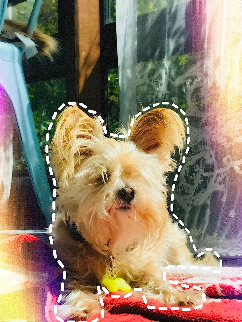 Rosie is registered to the contest to win money with this photo: biewer_terrier, cairn_terrier, canidae, carnivore, chinese_imperial_dog, companion_dog, dog, dog_breed, ear, mammal, morkie, puppy, puppy_love, rare_breed_dog, small_terrier, sporting_group, terrier, toy_dog, west_highland_white_terrier, yorkshire_terrier