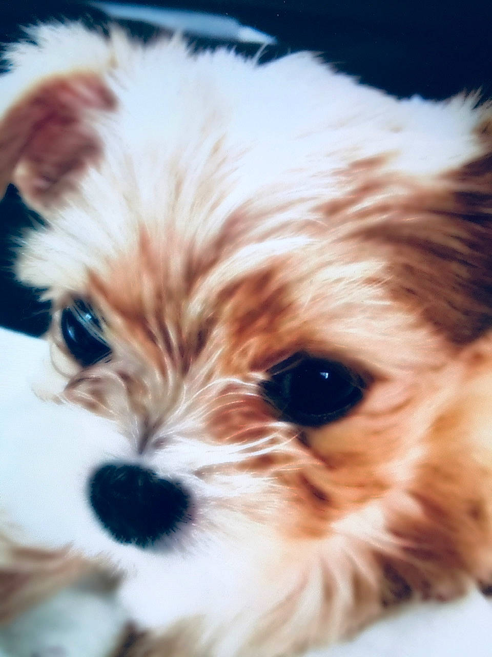 Rosie is registered to the contest to win money with this photo: biewer_terrier, canidae, carnivore, cavachon, chinese_imperial_dog, companion_dog, dog, dog_breed, havanese, kyi_leo, maltepoo, mammal, morkie, puppy, puppy_love, schnoodle, shih_tzu, snout, vertebrate, yorkshire_terrier