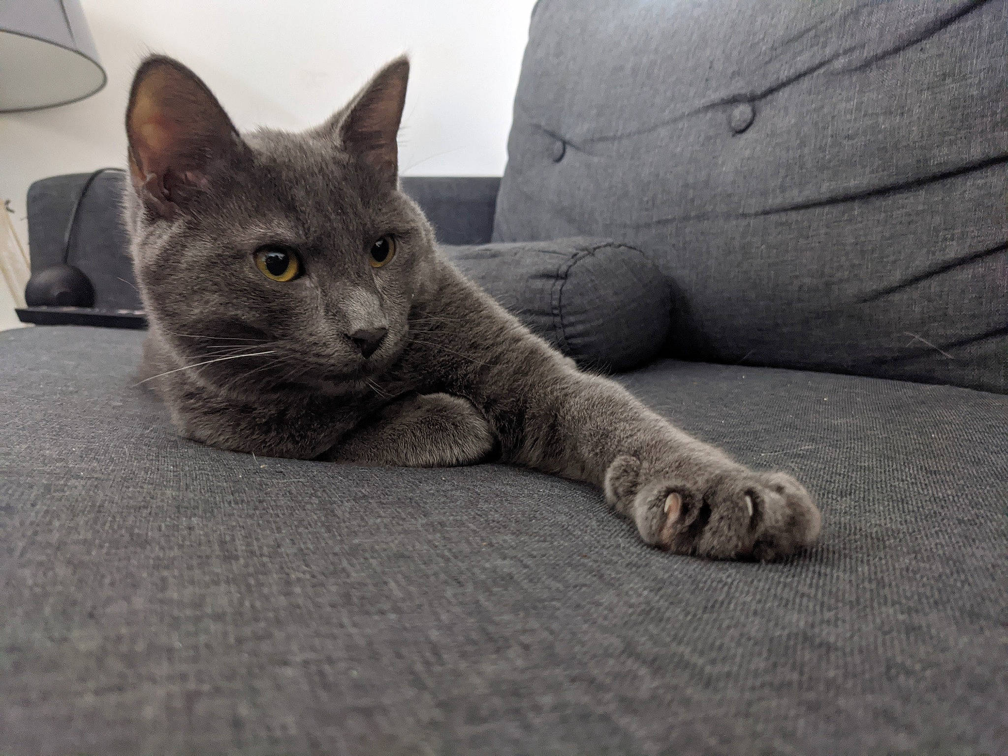 Olympe a rejoint le concours — aidez-le/la à gagner de superbes lots ! automotive_tire, carnivore, cat, comfort, domestic_short_haired_cat, eye, felidae, flooring, foot, fur, grey, leg, paw, road_surface, russian_blue, small_to_medium_sized_cats, snout, tail, whiskers, window