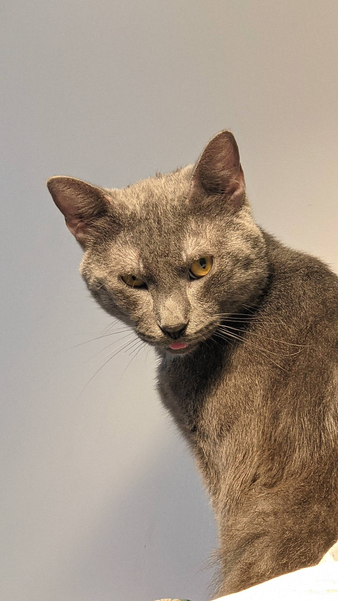 Olympe a rejoint le concours — aidez-le/la à gagner de superbes lots ! art, carnivore, cat, domestic_short_haired_cat, drawing, fawn, felidae, fur, illustration, painting, russian_blue, sculpture, small_to_medium_sized_cats, tail, terrestrial_animal, whiskers