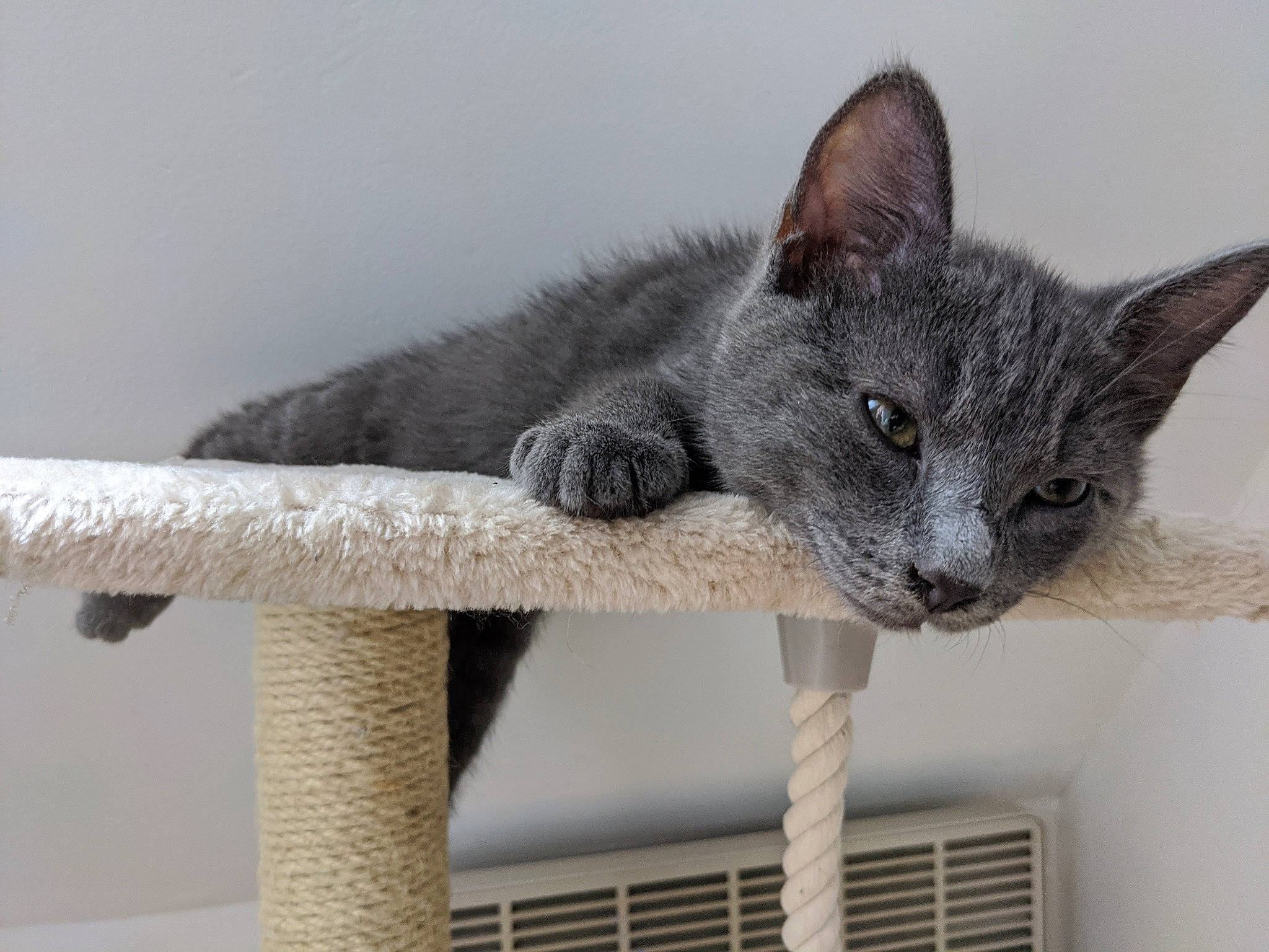 Olympe a rejoint le concours — aidez-le/la à gagner de superbes lots ! carnivore, cat, cat_supply, domestic_short_haired_cat, felidae, fur, grey, plant, russian_blue, small_to_medium_sized_cats, snout, tail, whiskers, window, wood