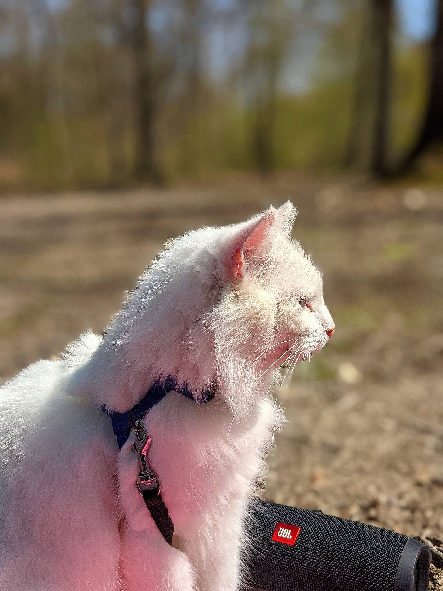 Chippy a rejoint le concours — aidez-le/la à gagner de superbes lots ! carnivore, cat, claw, collar, domestic_short_haired_cat, fang, fawn, felidae, fur, gesture, grass, leg, plant, small_to_medium_sized_cats, snout, tail, terrestrial_animal, tree, whiskers, yawn