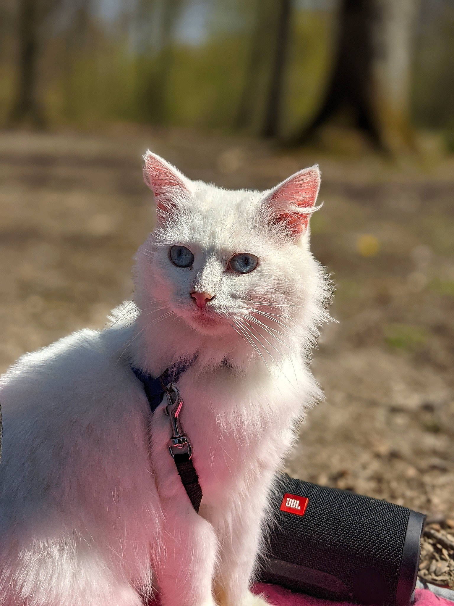 Chippy participe au concours pour gagner de l'argent avec cette photo : carnivore, cat, claw, comfort, domestic_short_haired_cat, fawn, felidae, fur, gesture, grass, paw, sitting, small_to_medium_sized_cats, snout, tail, terrestrial_animal, whiskers