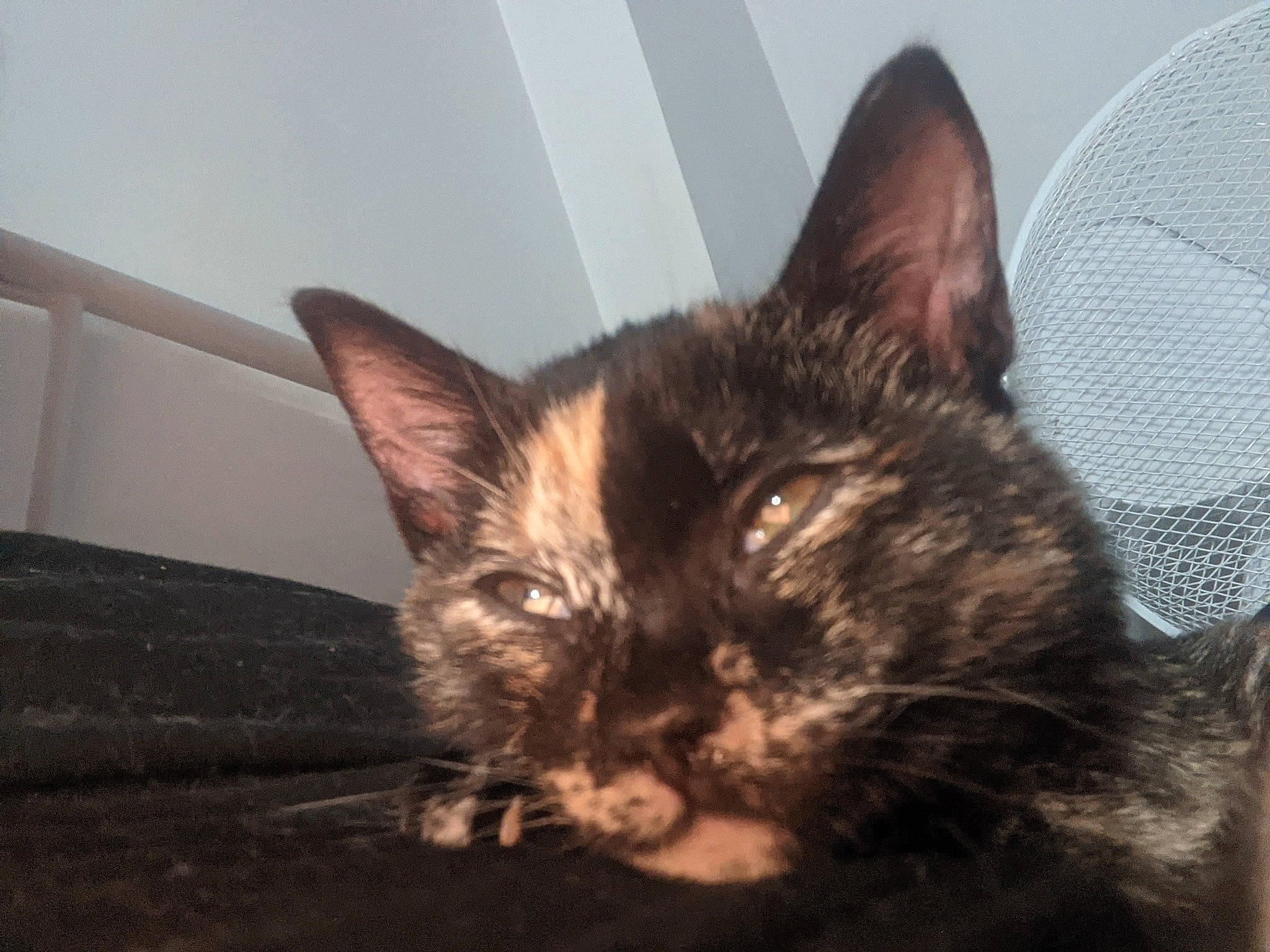 Pixelle a rejoint le concours — aidez-le/la à gagner de superbes lots ! carnivore, cat, claw, comfort, domestic_short_haired_cat, ear, felidae, fur, paw, small_to_medium_sized_cats, whiskers