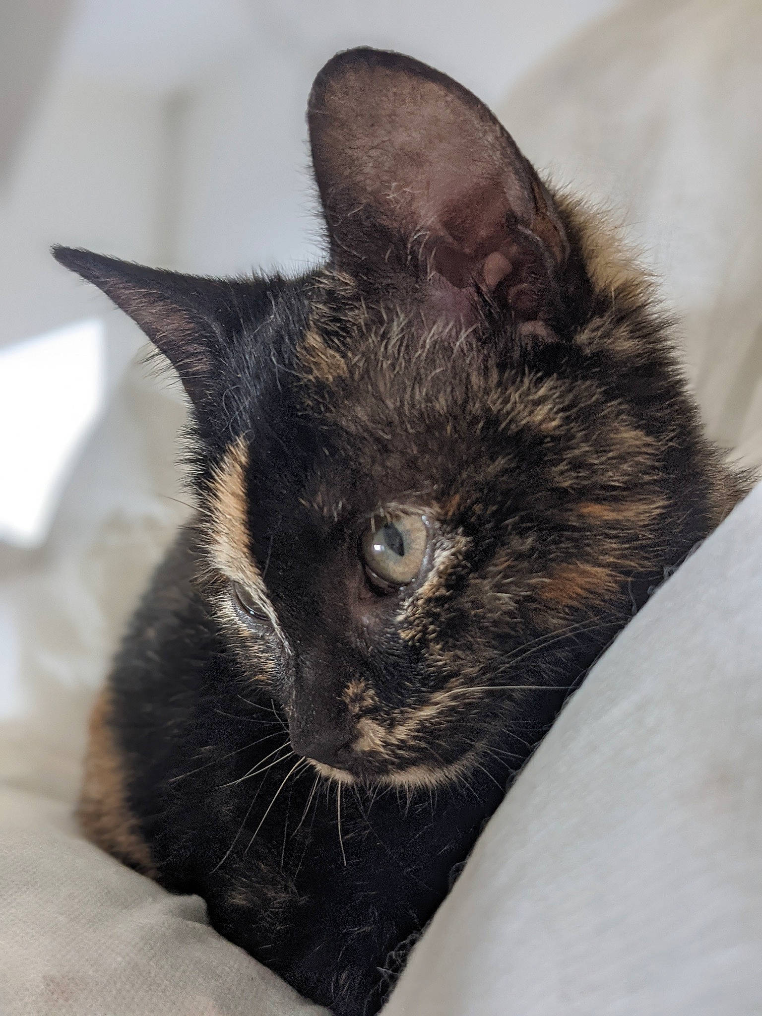 Pixelle participe au concours pour gagner de l'argent avec cette photo : black_cat, carnivore, cat, claw, comfort, domestic_short_haired_cat, ear, felidae, fur, havana_brown, small_to_medium_sized_cats, snout, terrestrial_animal, whiskers