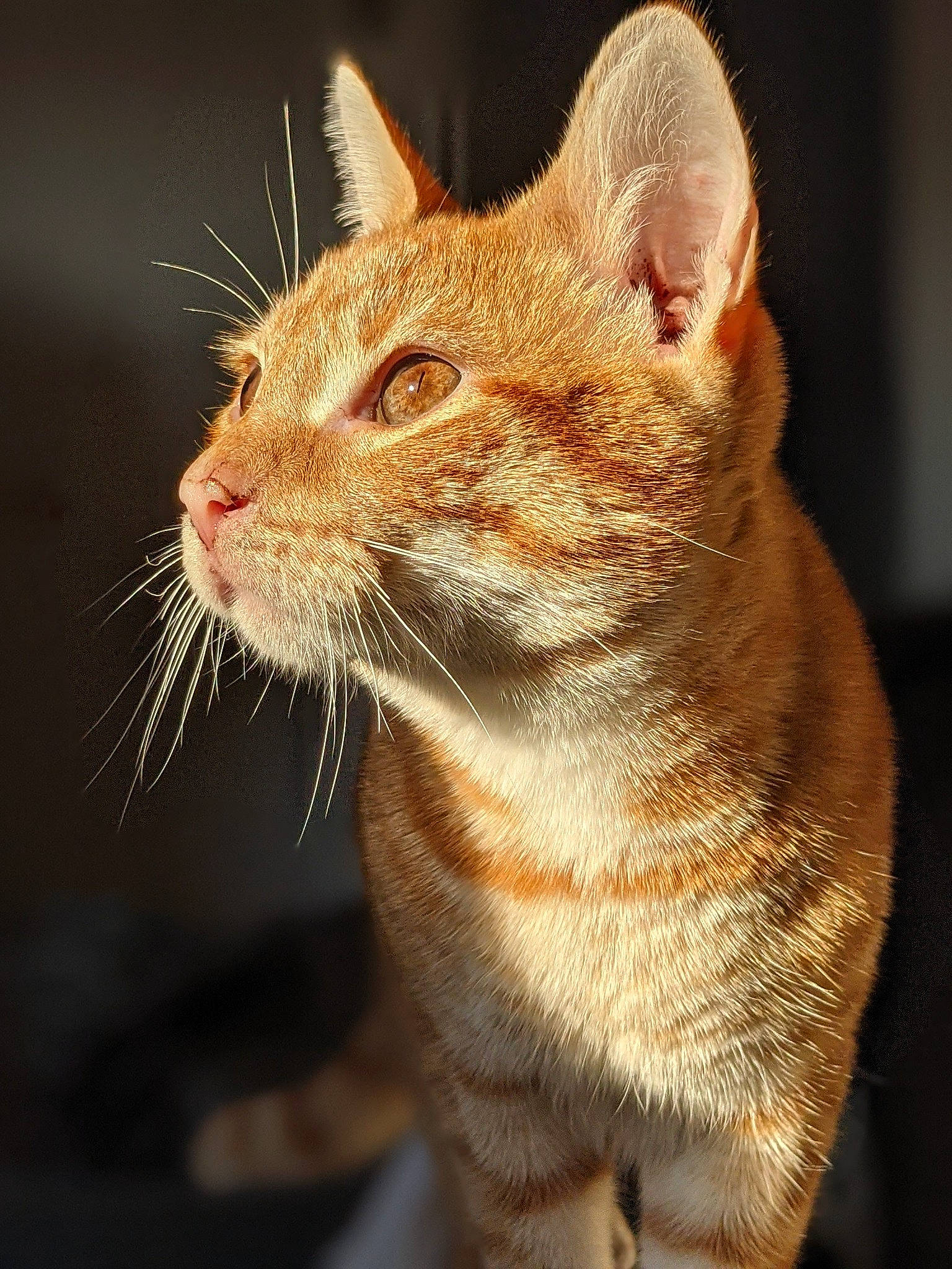 Vénus a rejoint le concours — aidez-le/la à gagner de superbes lots ! carnivore, cat, close_up, domestic_short_haired_cat, eye, fawn, felidae, fur, grass, macro_photography, paw, small_to_medium_sized_cats, snout, tail, terrestrial_animal, whiskers, wildlife, window