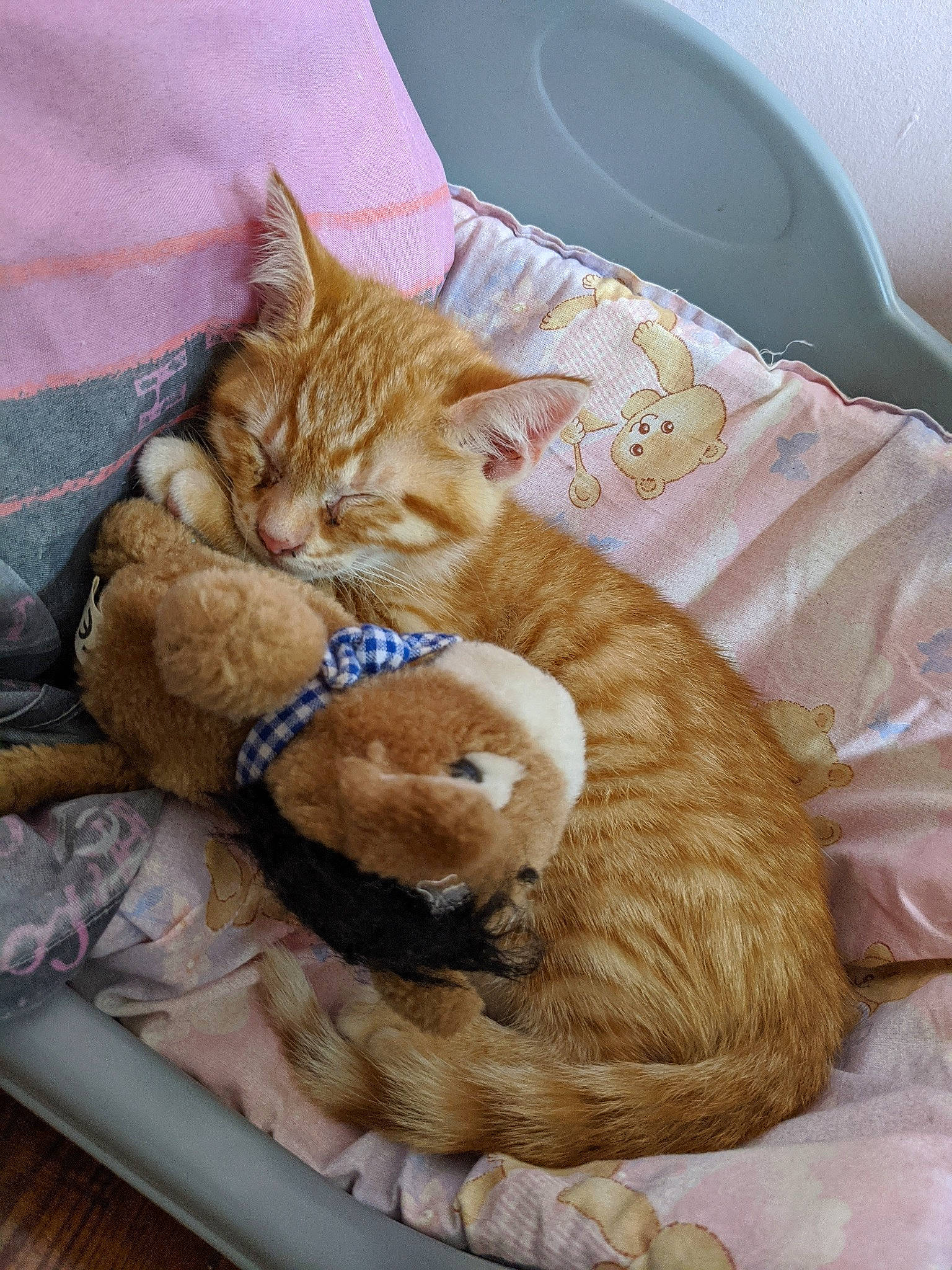 Vénus a rejoint le concours — aidez-le/la à gagner de superbes lots ! bag, carnivore, cat, claw, comfort, companion_dog, domestic_short_haired_cat, fawn, felidae, fur, lap, linens, nap, paw, serveware, small_to_medium_sized_cats, snout, tail, textile, whiskers