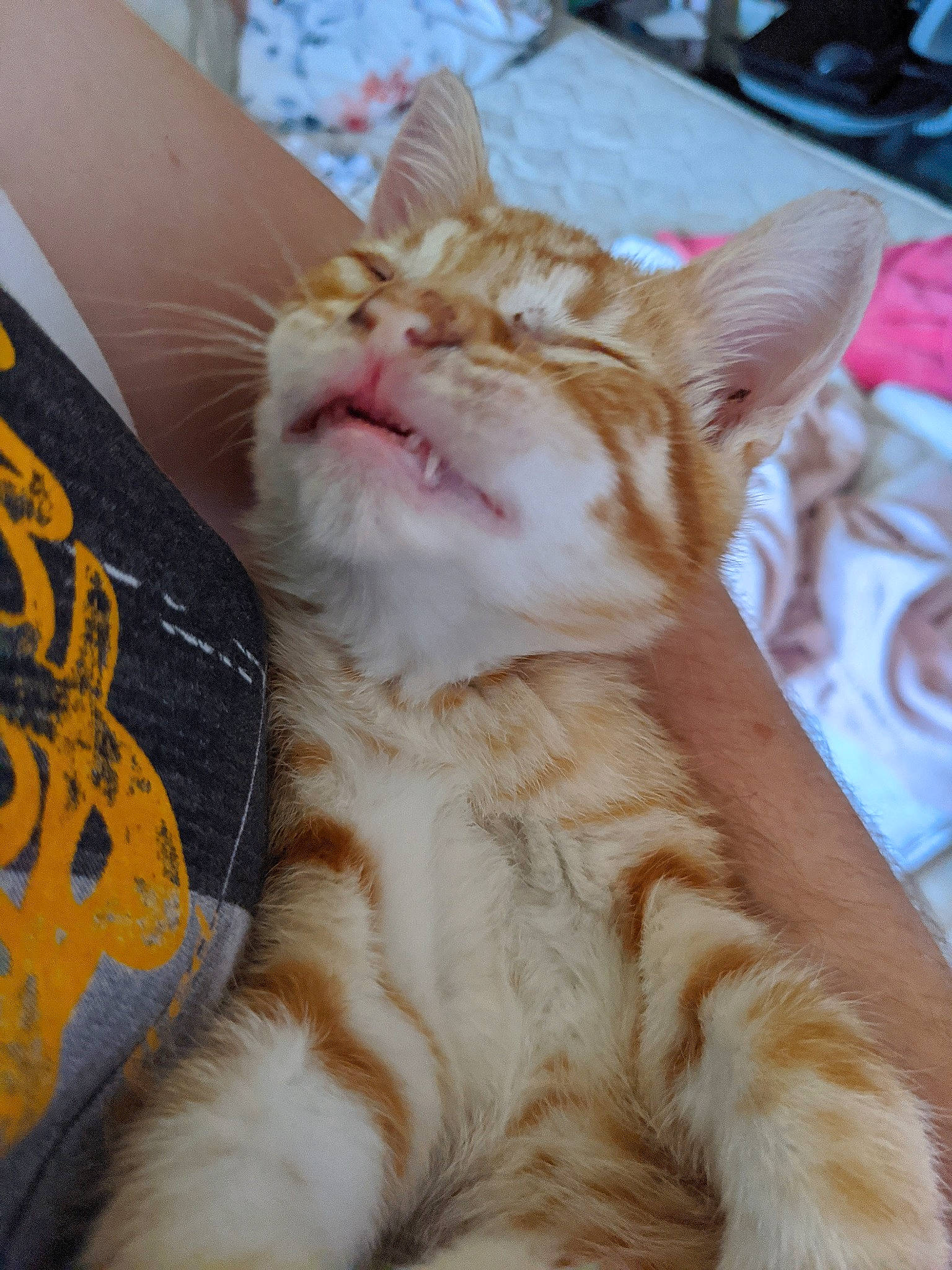 Vénus a rejoint le concours — aidez-le/la à gagner de superbes lots ! carnivore, cat, claw, comfort, domestic_short_haired_cat, ear, fawn, felidae, foot, fur, gesture, human_leg, nail, paw, small_to_medium_sized_cats, snout, tail, whiskers