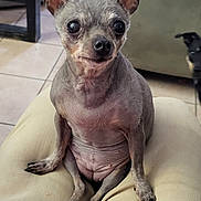 Peaches joined the competition — help win amazing prizes! dog, small_dog, hairless_dog, indoor, pet, animal, sitting, lap, ears, eyes, curious, canine, floor, couch, background, cozy, person, legs, tile_floor, companion