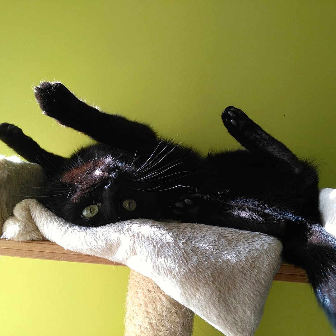 Spock
