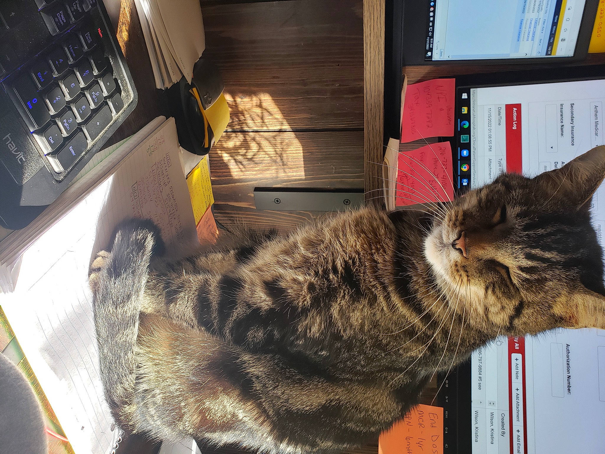 Wilson joined the competition — help win amazing prizes! book, bookcase, carnivore, cat, claw, comfort, computer_keyboard, domestic_short_haired_cat, felidae, fur, input_device, peripheral, publication, shelf, shelving, small_to_medium_sized_cats, snout, tail, terrestrial_animal, whiskers