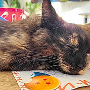 Amy participe au concours pour gagner de l'argent avec cette photo : cat, tortoiseshell, sleeping, fur, whiskers, table, paper, drawing, pin, indoor, close_up, resting, relaxed, wood, orange, red, background, cozy, pet, animal
