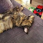 Amy a rejoint le concours — aidez-le/la à gagner de superbes lots ! cat, tortoiseshell, fluffy, couch, indoor, relaxed, sleeping, toy_truck, floor, tile, furniture, pet, domestic_animal, resting, cozy, home, animal, fur, whiskers, ear
